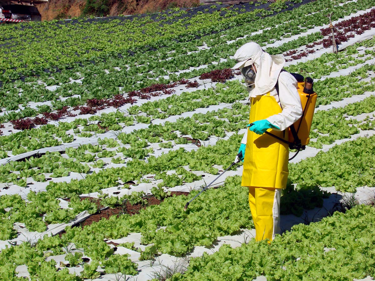 beleza | alimentação | nutrição | agrotóxicos | sobre os agrotóxicos | dicas de nutrição | como evitar os agrotóxicos | dieta | emagrecimento | saúde