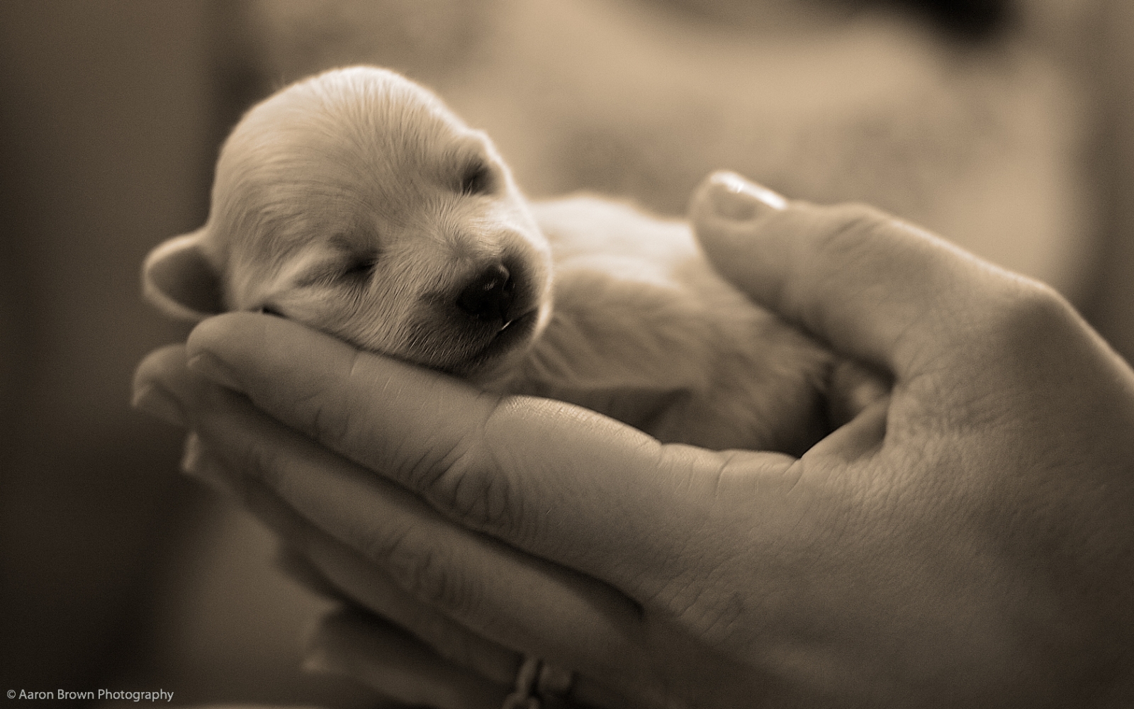 blog de moda | entretenimento | moda | notícias do cotidiano | ambientalismo | proteção aos animais | leis de proteção aos animais | contra o mau trato aos animais