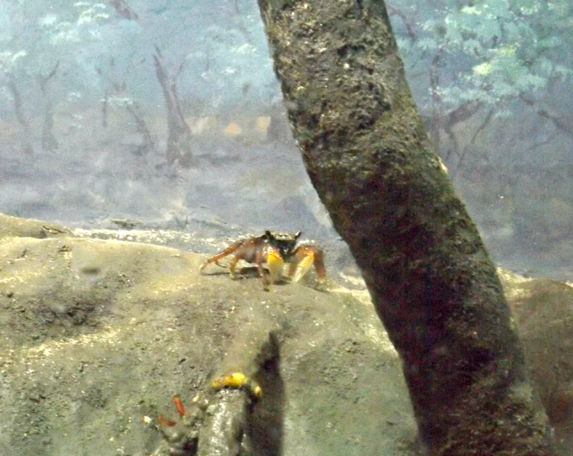 entretenimento | dica de passeio | turismo | dica de lugares para visitar | turismo em Santos | pontos turísticos em Santos | Aquário de Santos | Aquário Municipal de Santos | dica para turistas em Santos