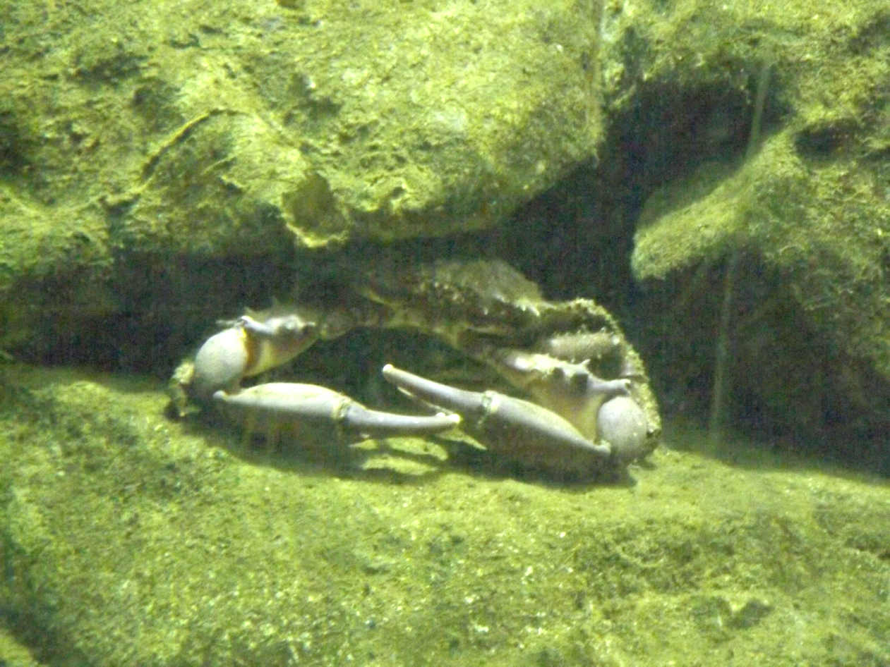 entretenimento | dica de passeio | turismo | dica de lugares para visitar | turismo em Santos | pontos turísticos em Santos | Aquário de Santos | Aquário Municipal de Santos | dica para turistas em Santos