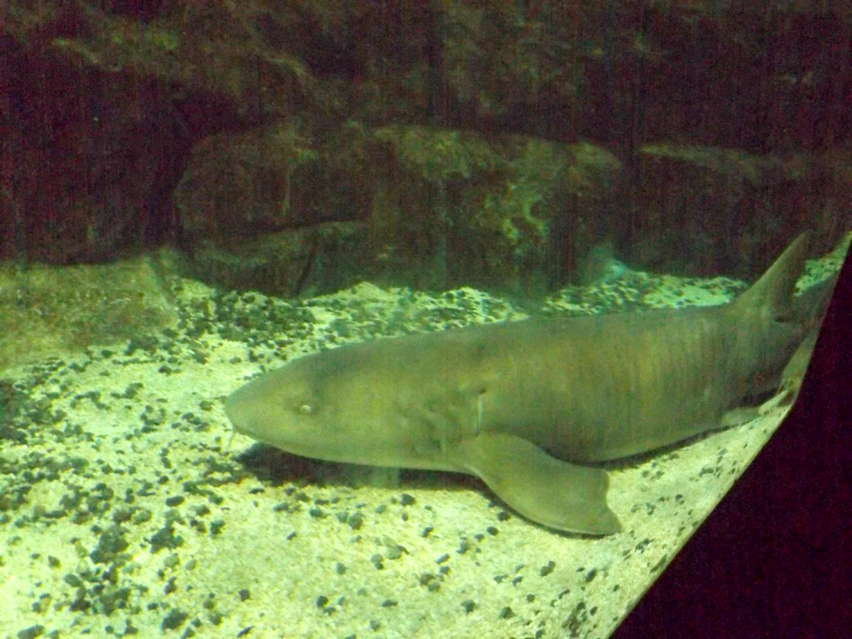 entretenimento | dica de passeio | turismo | dica de lugares para visitar | turismo em Santos | pontos turísticos em Santos | Aquário de Santos | Aquário Municipal de Santos | dica para turistas em Santos