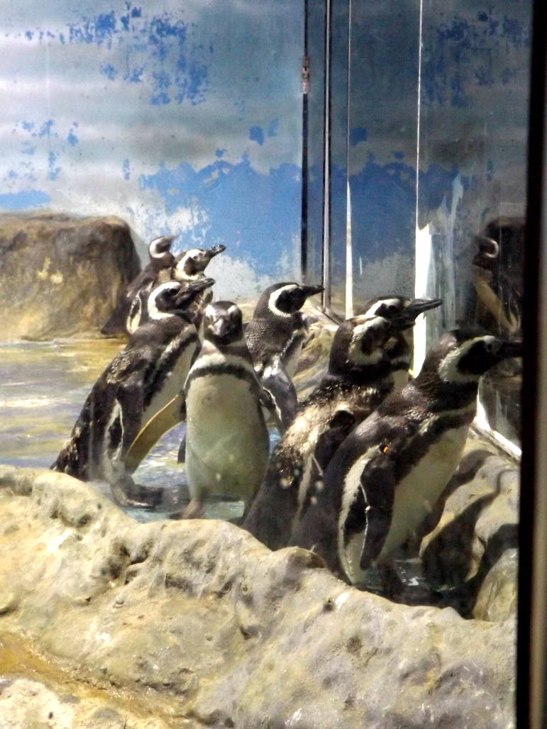 entretenimento | dica de passeio | turismo | dica de lugares para visitar | turismo em Santos | pontos turísticos em Santos | Aquário de Santos | Aquário Municipal de Santos | dica para turistas em Santos