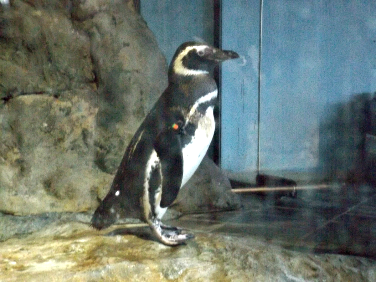 entretenimento | dica de passeio | turismo | dica de lugares para visitar | turismo em Santos | pontos turísticos em Santos | Aquário de Santos | Aquário Municipal de Santos | dica para turistas em Santos