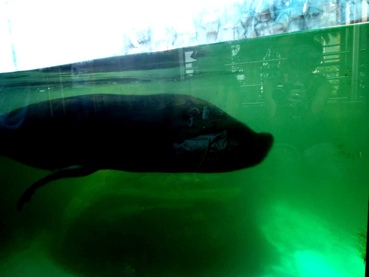 entretenimento | dica de passeio | turismo | dica de lugares para visitar | turismo em Santos | pontos turísticos em Santos | Aquário de Santos | Aquário Municipal de Santos | dica para turistas em Santos