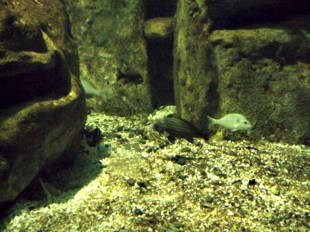 entretenimento | dica de passeio | turismo | dica de lugares para visitar | turismo em Santos | pontos turísticos em Santos | Aquário de Santos | Aquário Municipal de Santos | dica para turistas em Santos