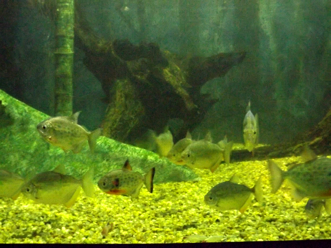 entretenimento | dica de passeio | turismo | dica de lugares para visitar | turismo em Santos | pontos turísticos em Santos | Aquário de Santos | Aquário Municipal de Santos | dica para turistas em Santos