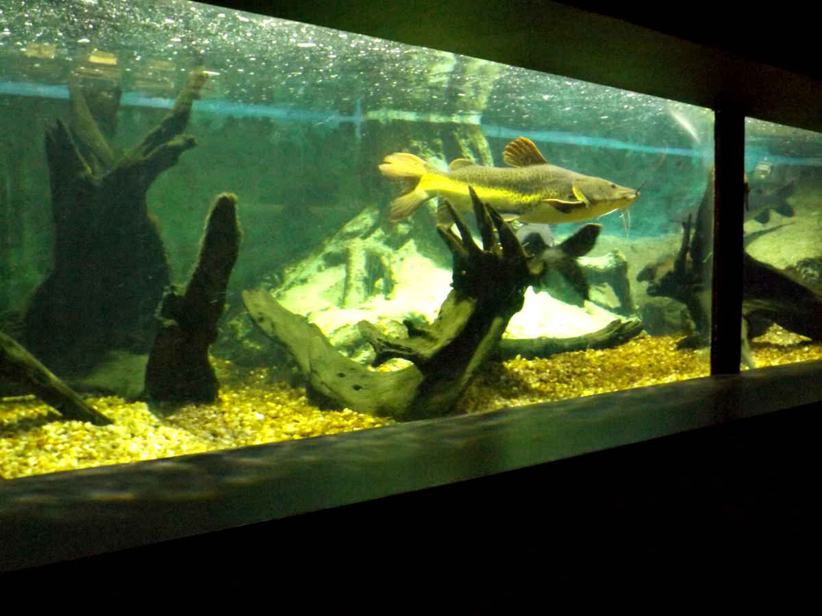 entretenimento | dica de passeio | turismo | dica de lugares para visitar | turismo em Santos | pontos turísticos em Santos | Aquário de Santos | Aquário Municipal de Santos | dica para turistas em Santos