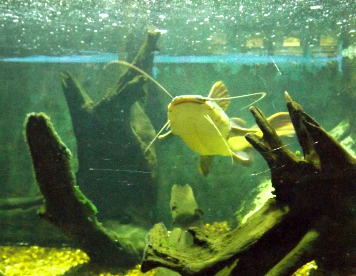 entretenimento | dica de passeio | turismo | dica de lugares para visitar | turismo em Santos | pontos turísticos em Santos | Aquário de Santos | Aquário Municipal de Santos | dica para turistas em Santos