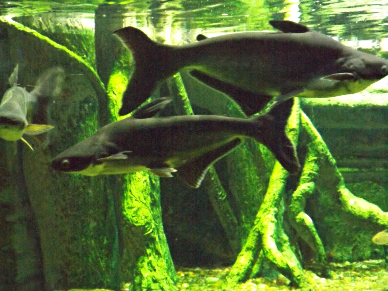 entretenimento | dica de passeio | turismo | dica de lugares para visitar | turismo em Santos | pontos turísticos em Santos | Aquário de Santos | Aquário Municipal de Santos | dica para turistas em Santos