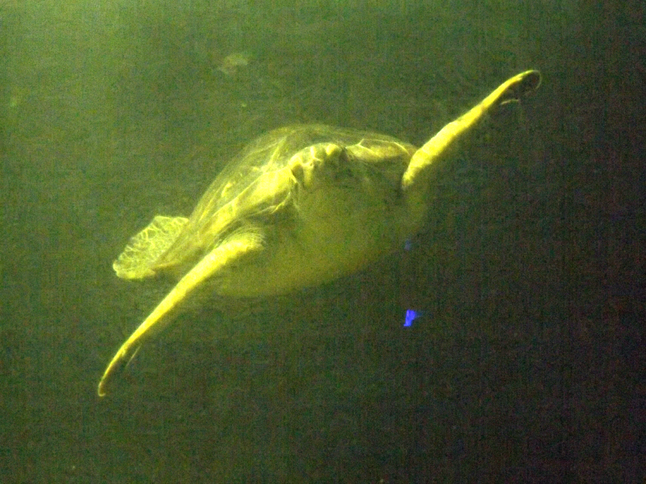 entretenimento | dica de passeio | turismo | dica de lugares para visitar | turismo em Santos | pontos turísticos em Santos | Aquário de Santos | Aquário Municipal de Santos | dica para turistas em Santos