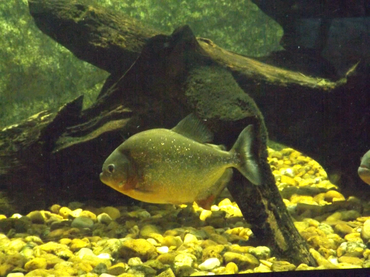 entretenimento | dica de passeio | turismo | dica de lugares para visitar | turismo em Santos | pontos turísticos em Santos | Aquário de Santos | Aquário Municipal de Santos | dica para turistas em Santos