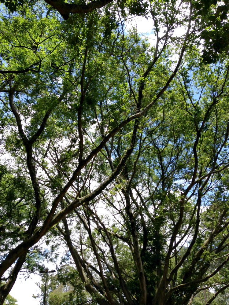 entretenimento | passeios | sair sem gastar | dicas de passeios baratos | parque Ibirapuera São Paulo | passeio no Ibirapuera | sair sem gastar Lindizzima