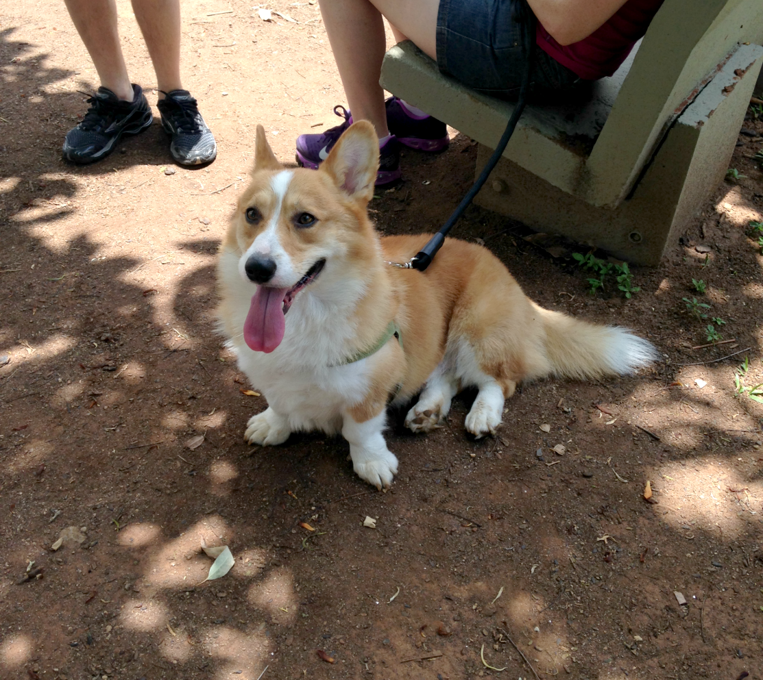 entretenimento | passeios | sair sem gastar | dicas de passeios baratos | parque Ibirapuera São Paulo | passeio no Ibirapuera | sair sem gastar Lindizzima