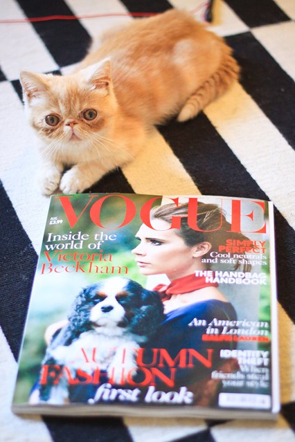 entretenimento | moda | pets | animais de estimação | pets do mundo da moda | animais de estimação dos famosos | moda e famsos