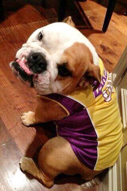 entretenimento | moda | pets | animais de estimação | pets do mundo da moda | animais de estimação dos famosos | moda e famsos