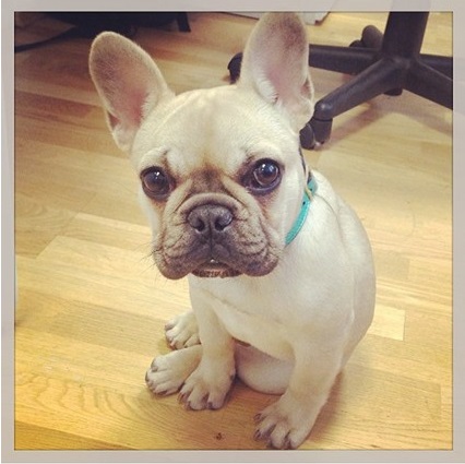 entretenimento | moda | pets | animais de estimação | pets do mundo da moda | animais de estimação dos famosos | moda e famsos