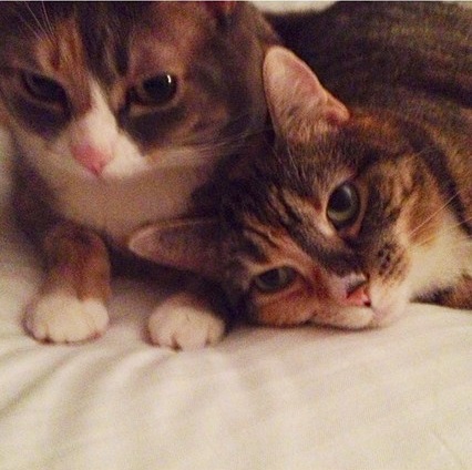 entretenimento | moda | pets | animais de estimação | pets do mundo da moda | animais de estimação dos famosos | moda e famsos