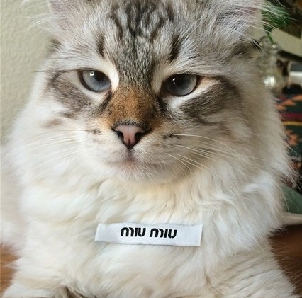 entretenimento | moda | pets | animais de estimação | pets do mundo da moda | animais de estimação dos famosos | moda e famsos