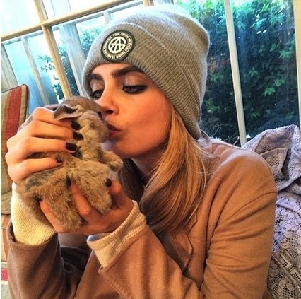 entretenimento | moda | pets | animais de estimação | pets do mundo da moda | animais de estimação dos famosos | moda e famsos