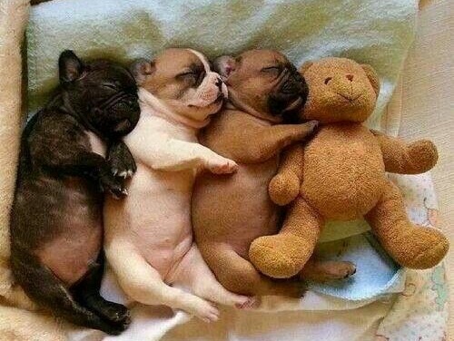 blog de moda | entretenimento | curiosidades | ciência | estudo | animais de estimação tornam seres humanos melhores | pets | bichos de estimação