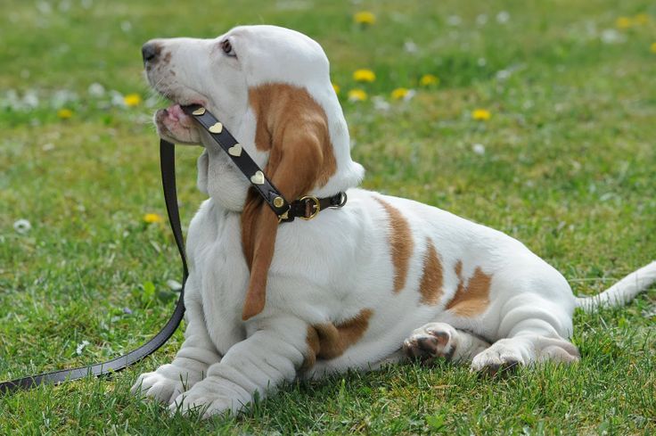 blog de moda | entretenimento | curiosidades | ciência | estudo | animais de estimação tornam seres humanos melhores | pets | bichos de estimação